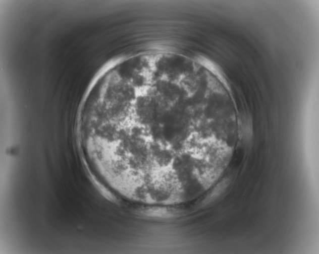 X0000086261098200704261951