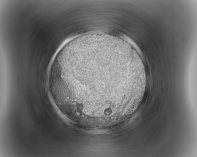 X0000086261099200704261951