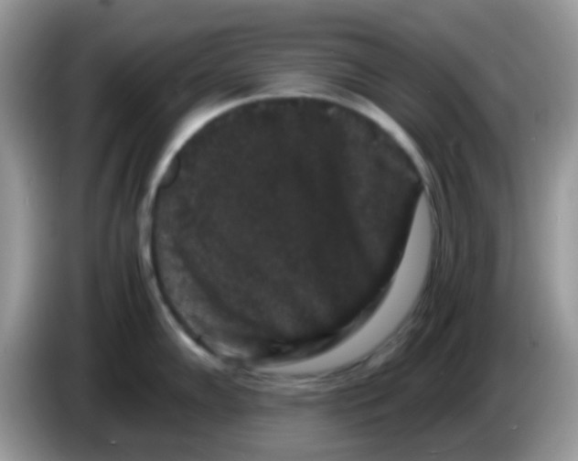 X0000086261102200704261951