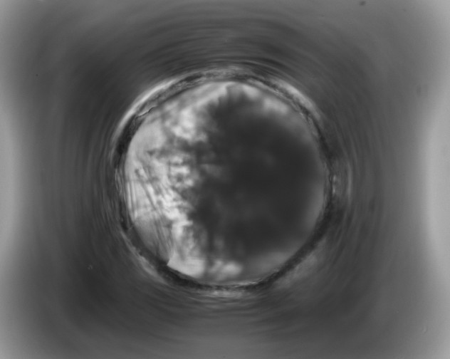 X0000086261117200704261950