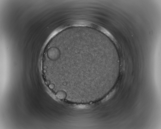 X0000086261130200704261950