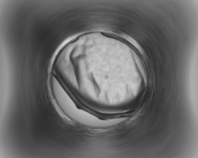 X0000086261144200704261951