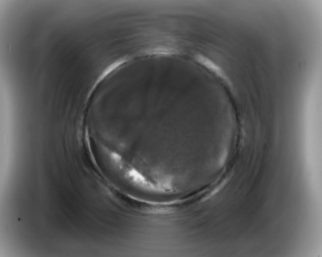 X0000086261170200704261950