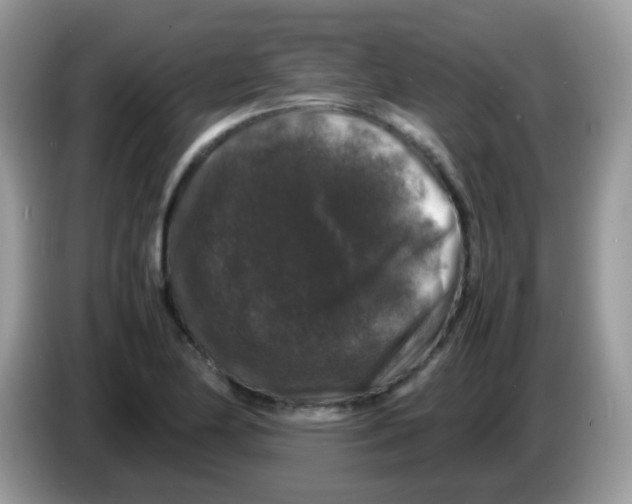 X0000086261174200704261950