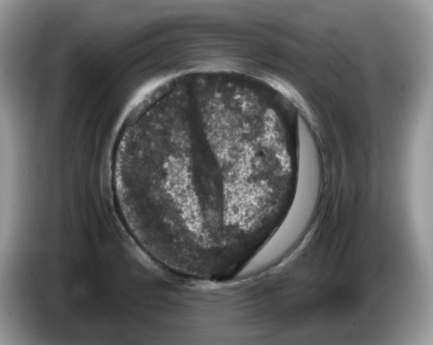 X0000086261184200704261950