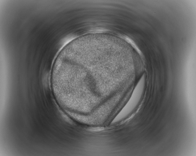 X0000086261186200704261950