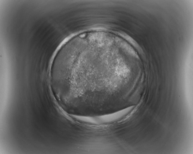 X0000086261240200704261949