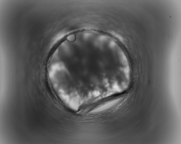 X0000086261263200704261949