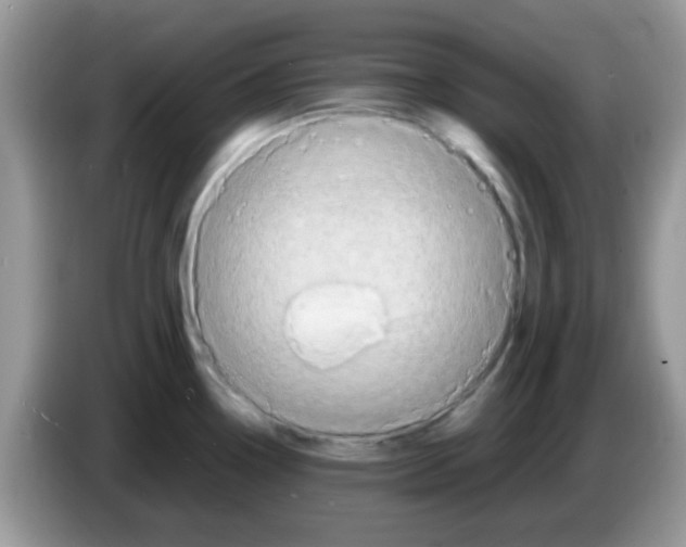 X0000086261338200704261948