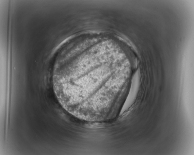 X0000086261352200704261947