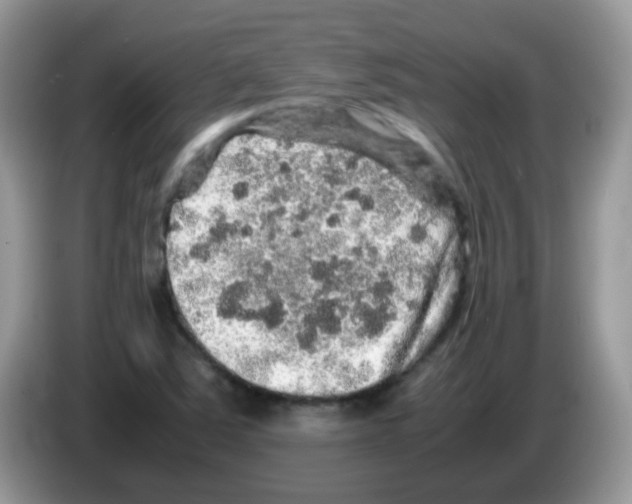X0000086261363200704261947