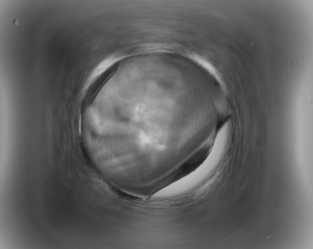 X0000086261365200704261947