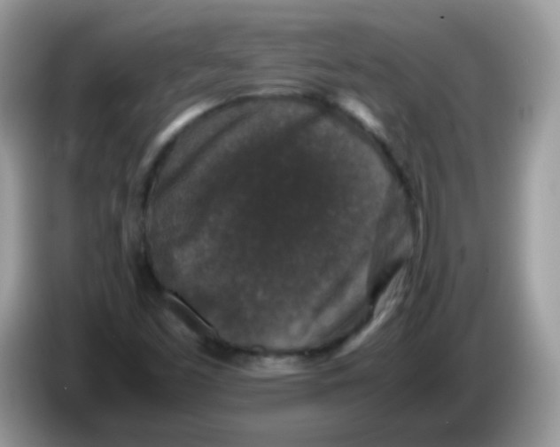 X0000086261453200704261946