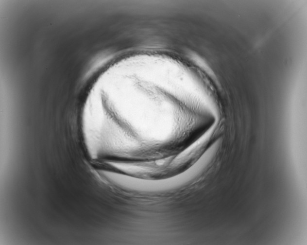 X0000086261456200704261946