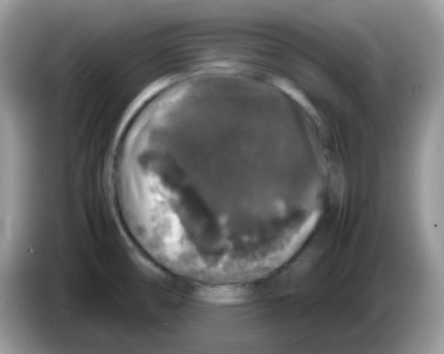 X0000086261474200704261946