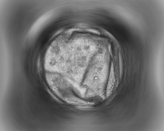 X0000086261487200704261946