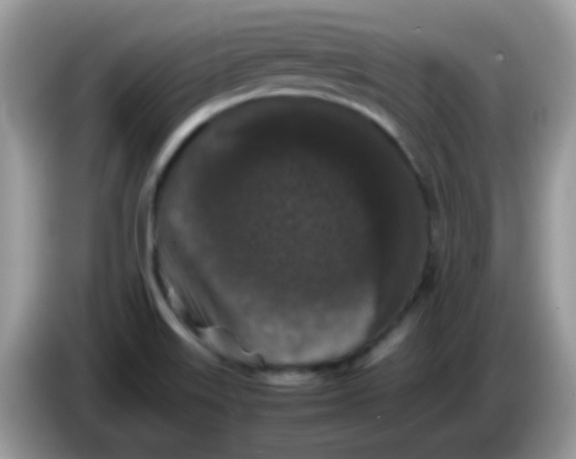 X0000086261515200704261945