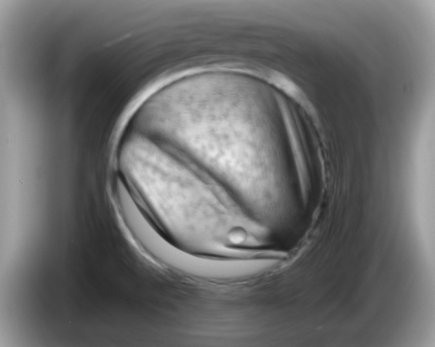 X0000086261520200704261945