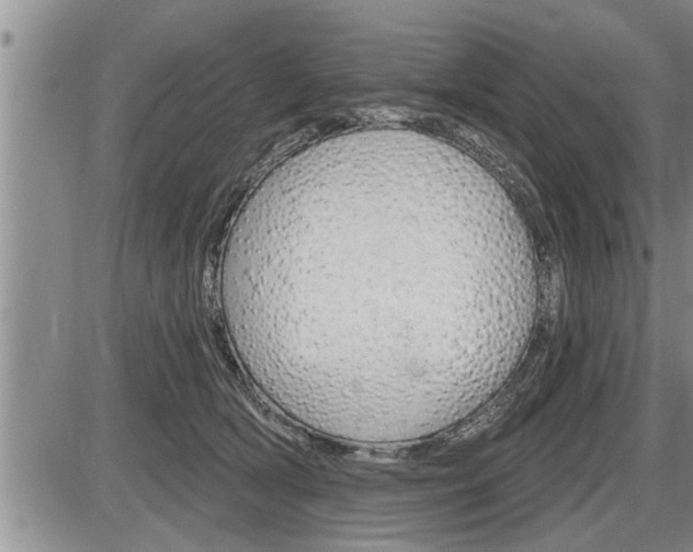 X0000086270418200703291042