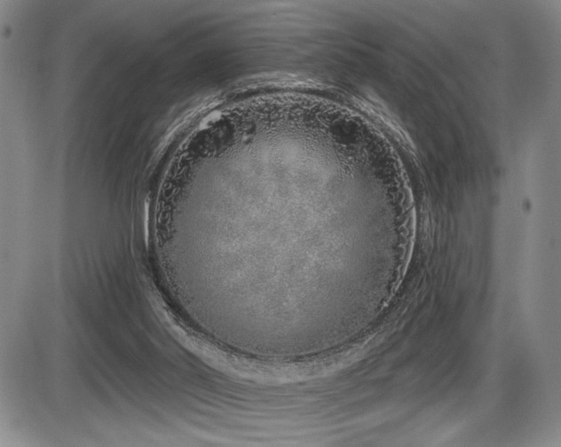 X0000086270014200703291447