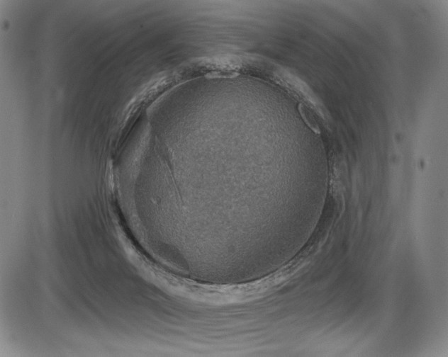 X0000086270023200703291447