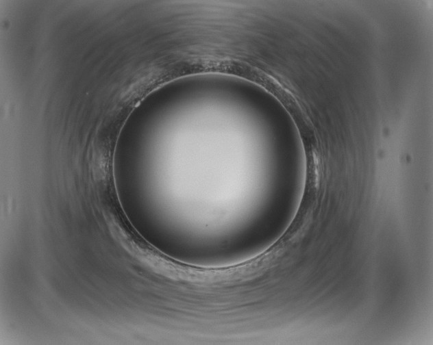 X0000086270039200703291447