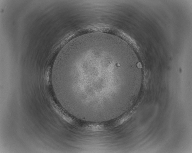 X0000086270065200703291446