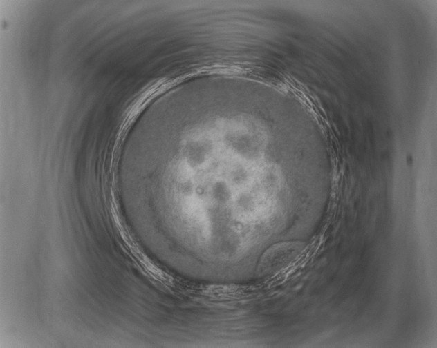 X0000086270145200703291444