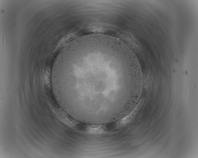 X0000086270175200703291445