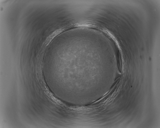 X0000086270385200703291441