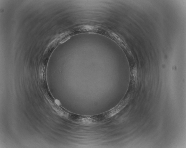 X0000086270423200703291440