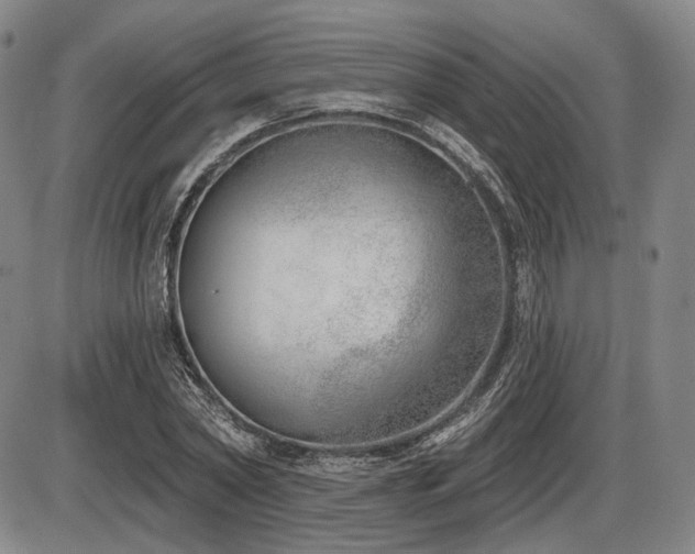 X0000086270782200703291434