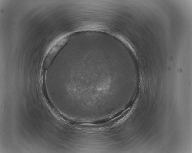 X0000086271077200703291429