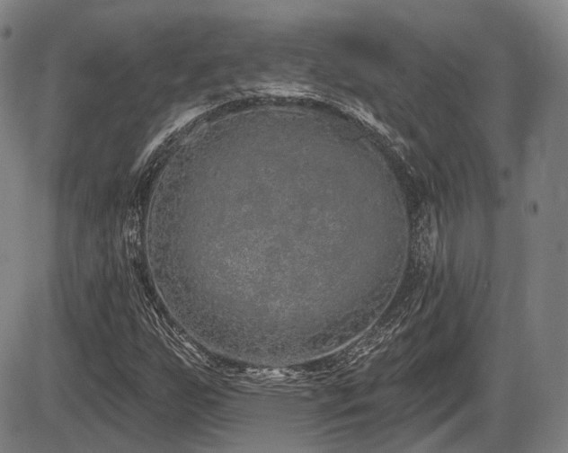 X0000086271255200703291426