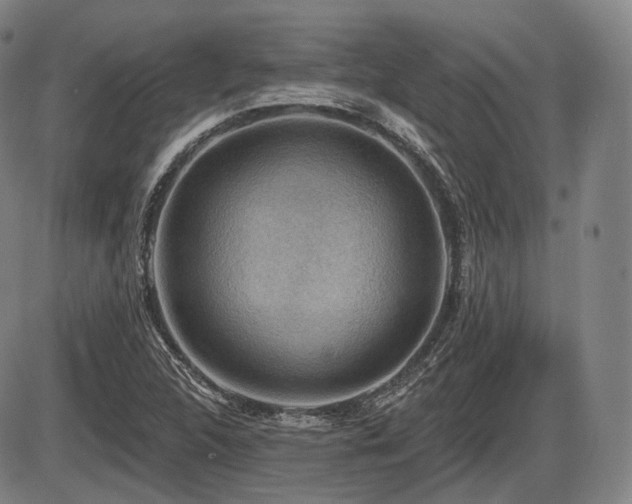 X0000086271312200703291425