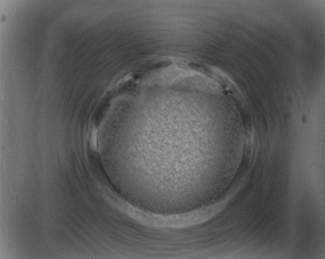 X0000086270046200704051320