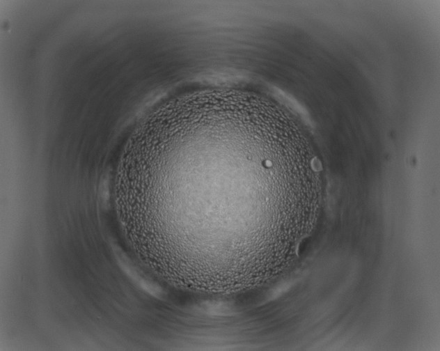 X0000086270065200704051320