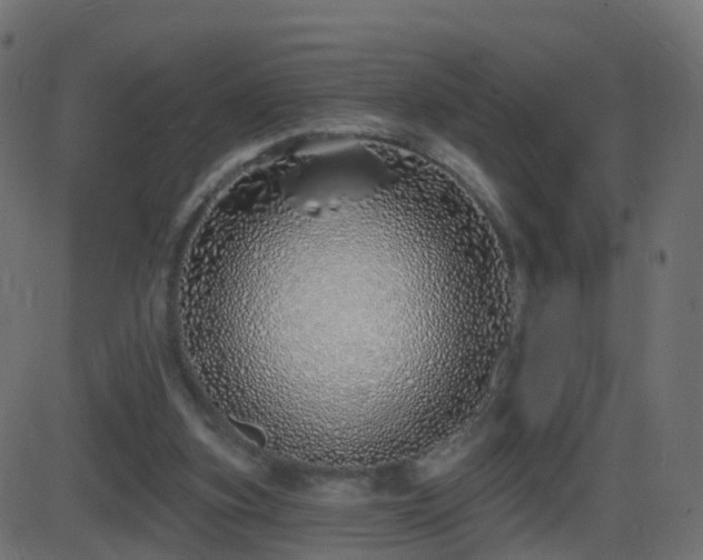 X0000086270155200704051318