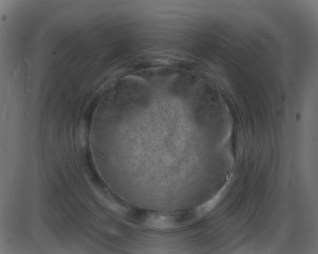 X0000086270174200704051318