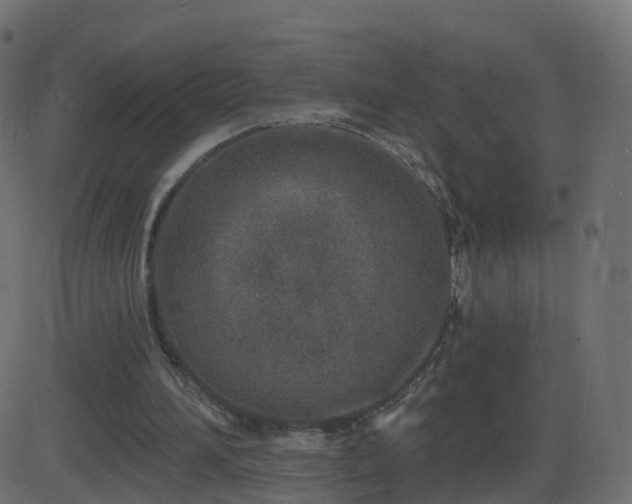 X0000086270196200704051318