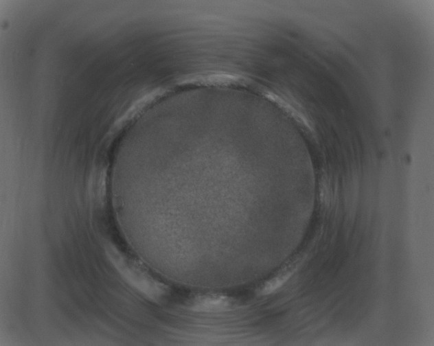 X0000086270206200704051318