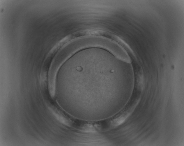 X0000086270260200704051317