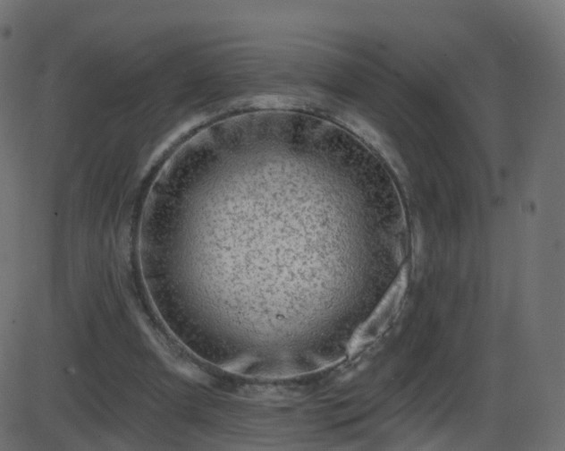 X0000086270297200704051316