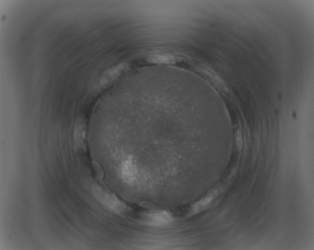 X0000086270322200704051316