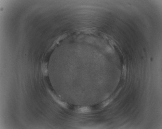 X0000086270383200704051315