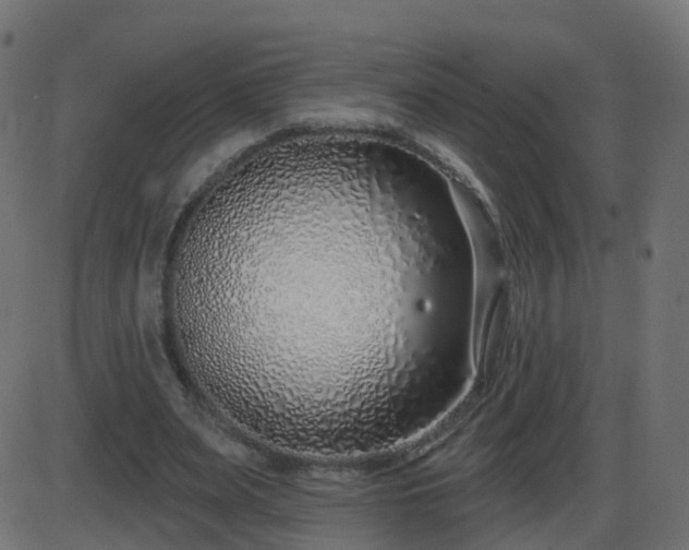 X0000086270487200704051313