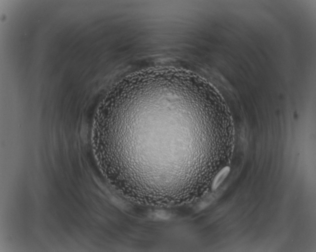 X0000086270565200704051312