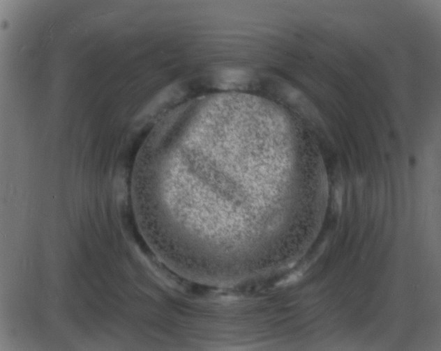 X0000086270620200704051311