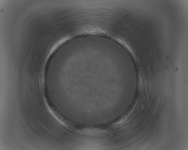 X0000086270630200704051310