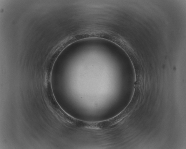 X0000086270644200704051310